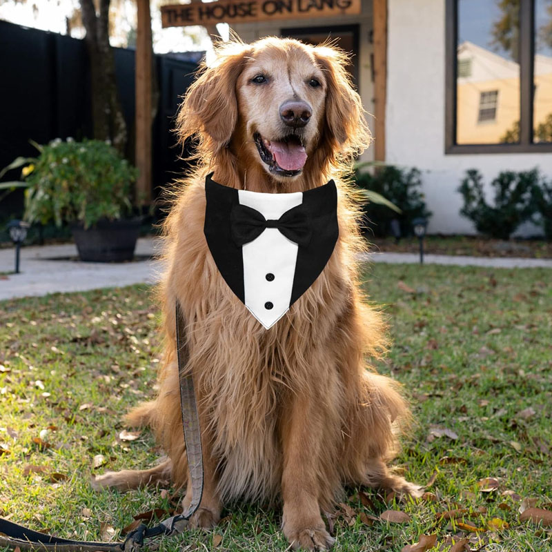 Dog Tuxedo Suit