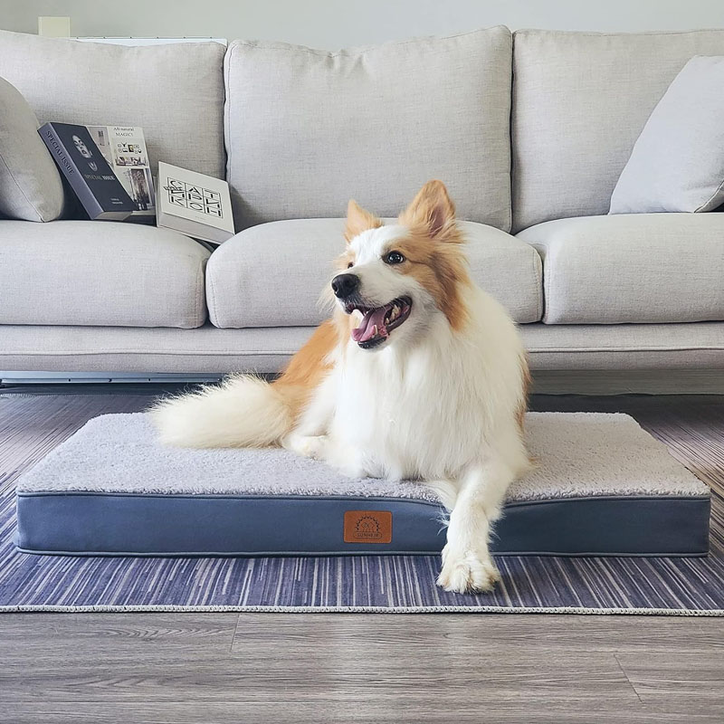 Orthopedic Dog 