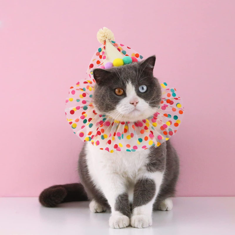 Cat Dog Princes