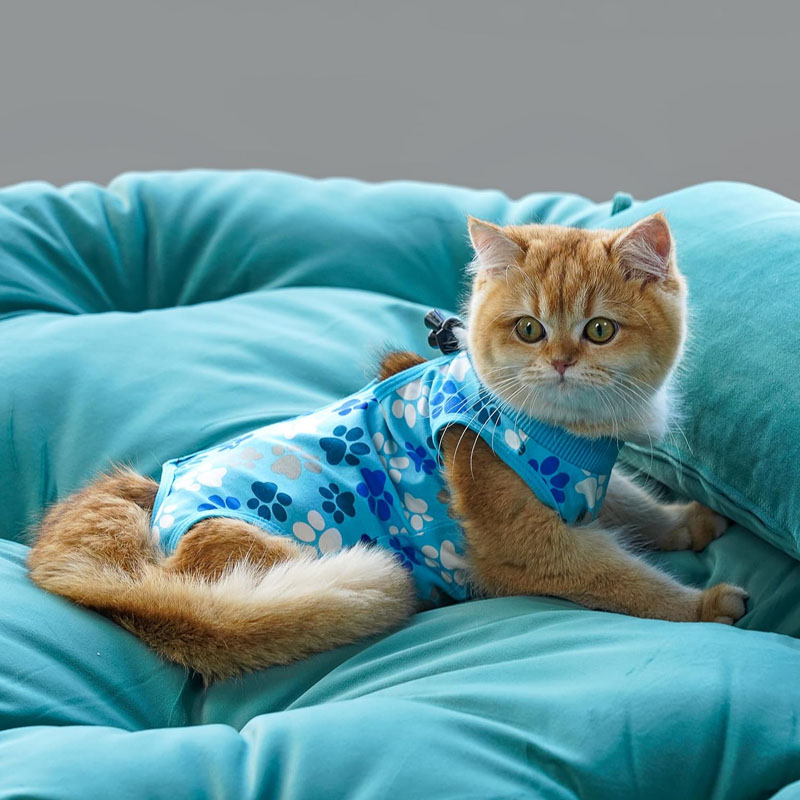 Cat Recovery Su