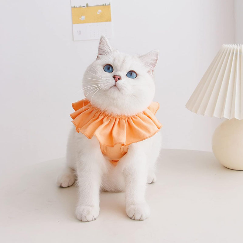 Cat Recovery Su