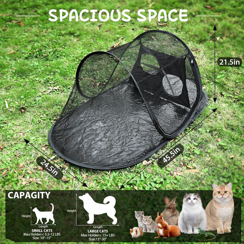 Outdoor Cat Ten