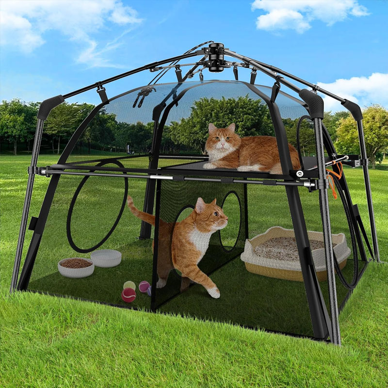 Extra Large Cat